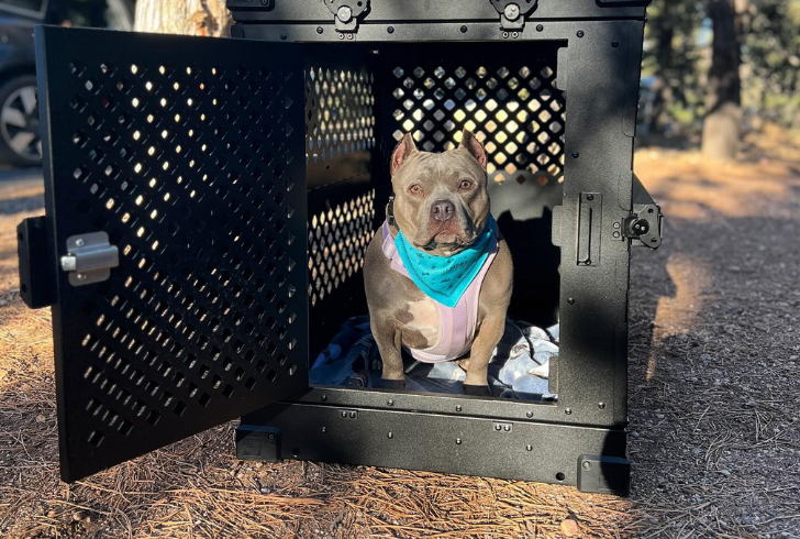 A sturdy dog crates for traveling, ensuring safety and comfort for your pet
