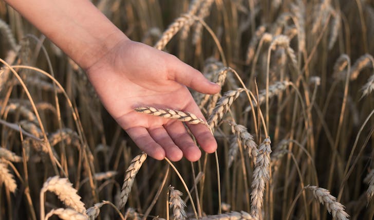 ancient grains