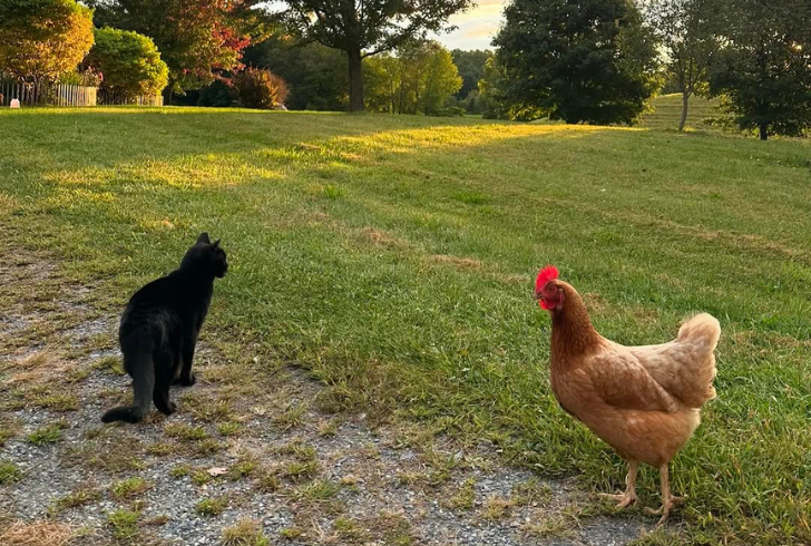 Cat and chicken together in a farm