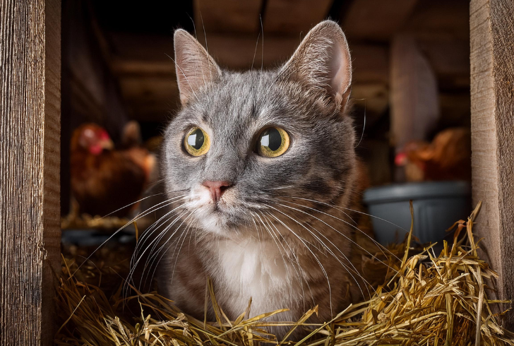 Cat resting inside chicken coop