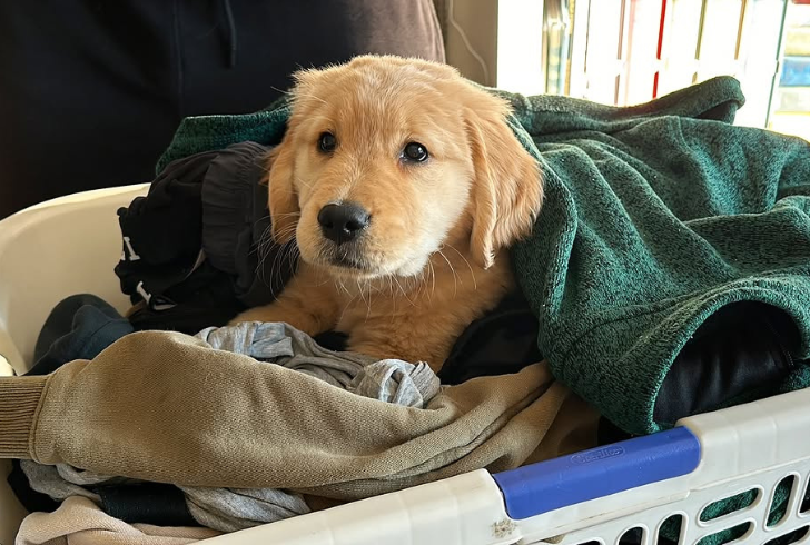 Golden retriever with laundry clothes.