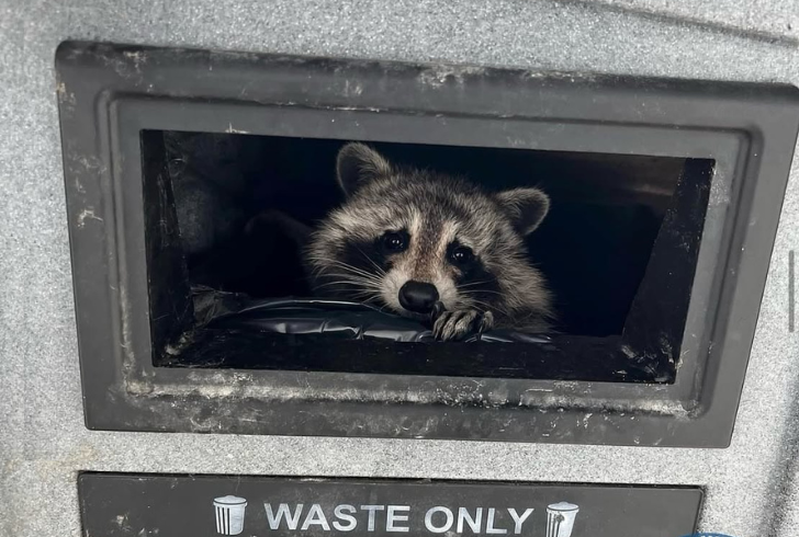 A Raccoon sitting inside trash bin