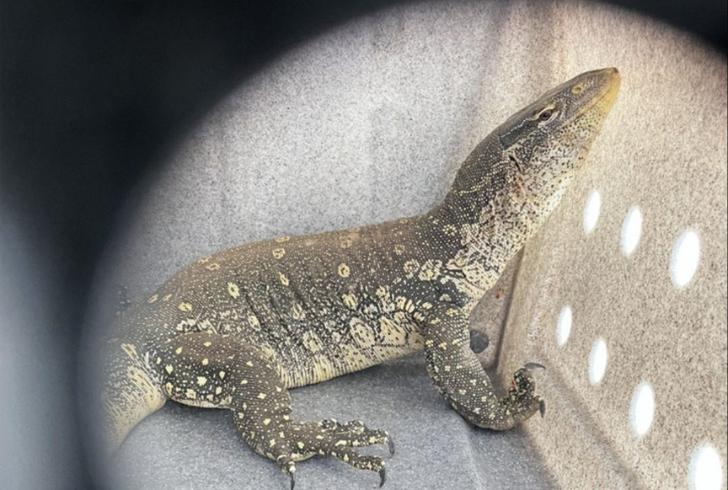 Nile monitor rescued from home